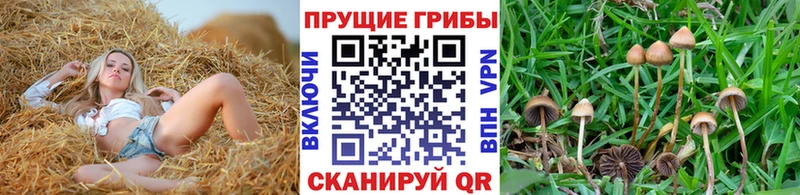 Галлюциногенные грибы GOLDEN TEACHER  Купить  Гатчина 